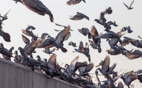 Ultrason pour oiseaux - Pigeons et autres nuisibles