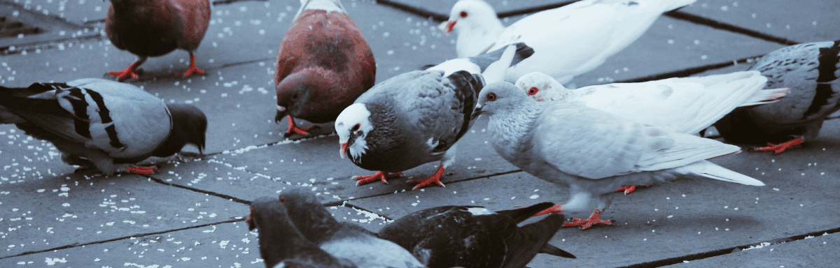 Pose de filet contre les pigeons sur un balcon à Carnoux-en-Provence 13470  - Combattre les nuisibles, dépigeonnage Marseille - Provence Nuisibles