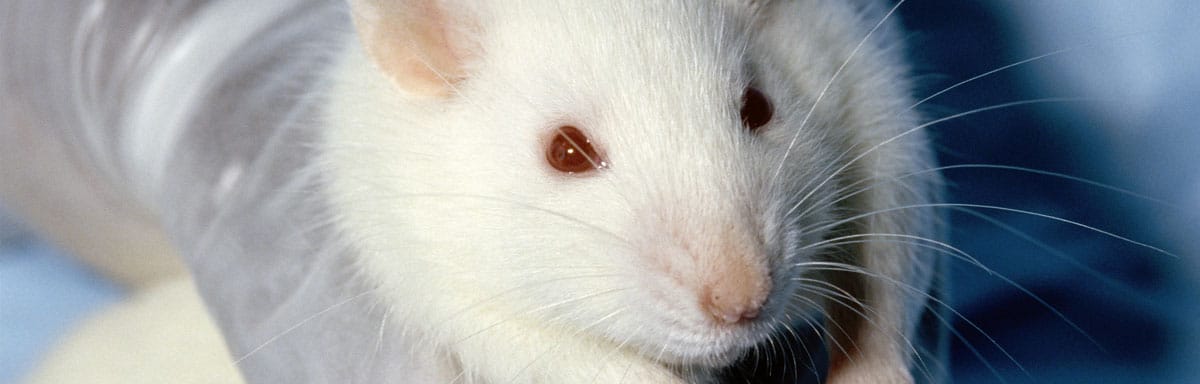Se débarrasser et tuer des rats : Toutes les solutions efficaces