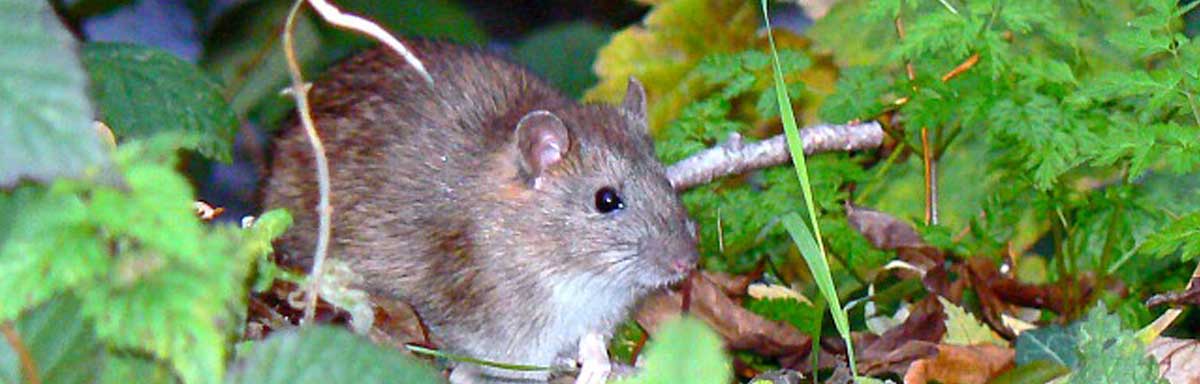 Quel répulsif pour les rats ? Comment utiliser la mort aux rats ?
