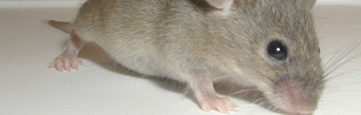 Recettes de grand-mère pour tuer les rats - Mesnuisibles