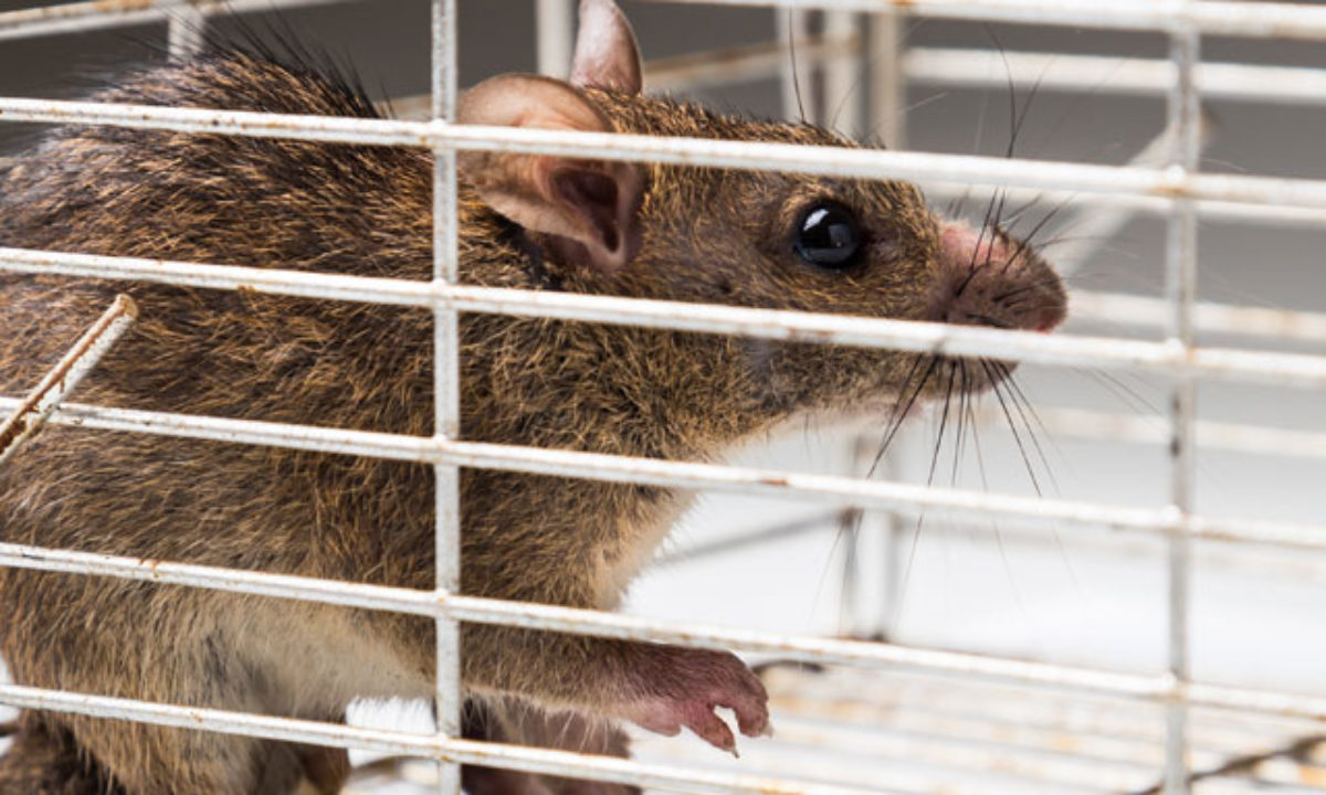 Pourquoi faut-il piéger le rat ? – Journal du chasseur