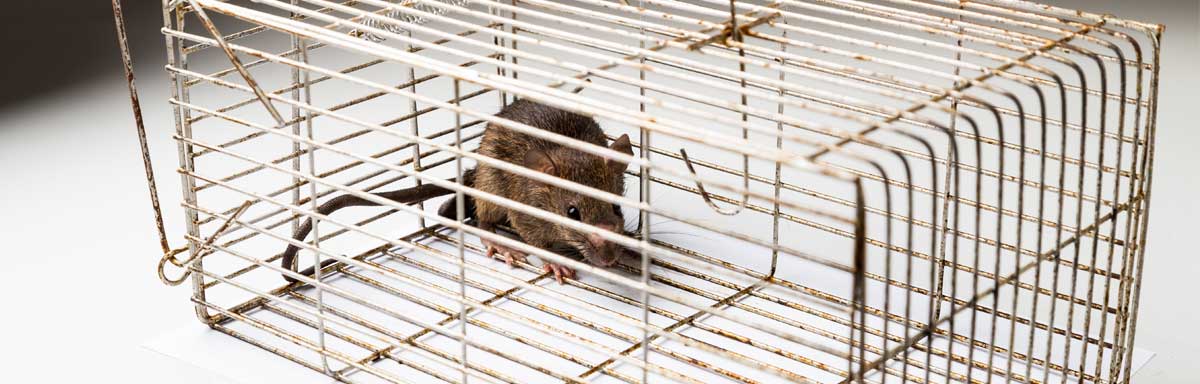 Pièges à rats efficaces : voici les meilleurs - Mesnuisibles