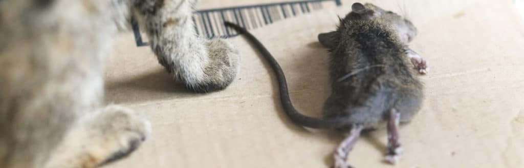 comment éloigner les rats de sa maison