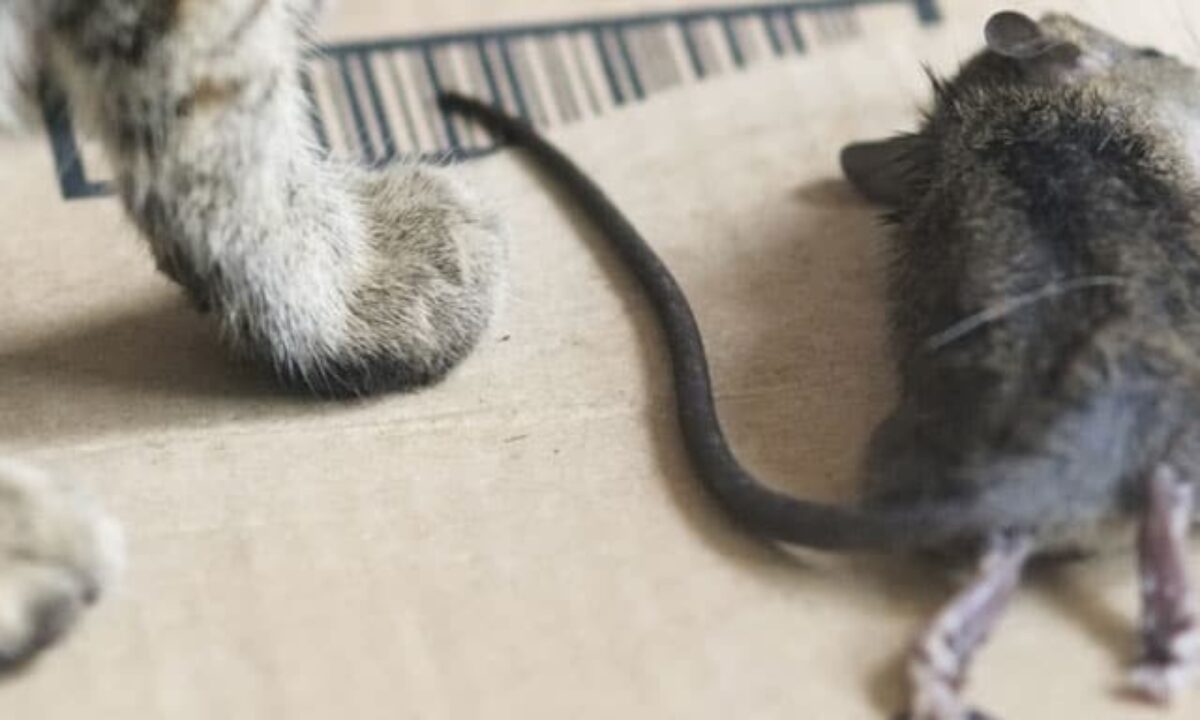 Appareil à ultrasons pour chasser les souris et rats dans une grande maison